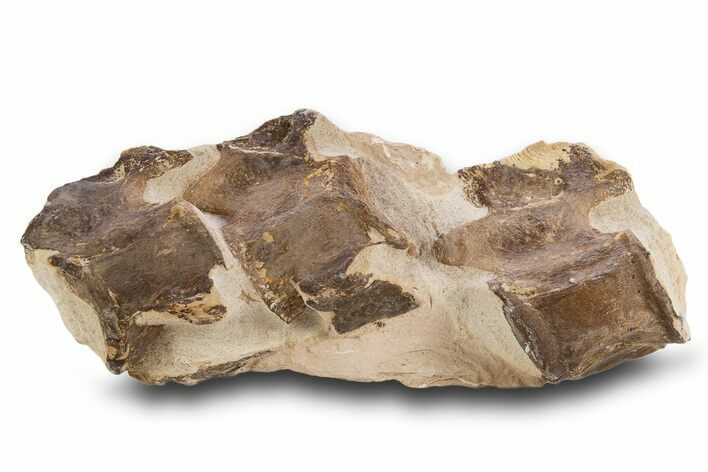 Three Associated Fossil Plesiosaur Vertebrae - Asfla, Morocco #334634